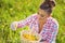 Basket of fresh yellow natural dandelion herb