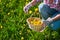 Basket of fresh yellow natural dandelion herb