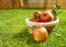 Basket of freshly picked apples