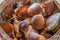 A basket of freshly picked edible mushrooms, Germany