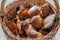 A basket of freshly picked edible mushrooms, Germany