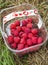 Basket of fresly picked Raspberries