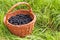 Basket full of blackberries