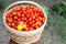 Basket full with cherry tomatoes