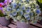 Basket full of Eryngium amethystinum or amethyst eryngo or amethyst sea holly herb at the counter of the greek flower shop in