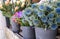 Basket full of Eryngium amethystinum or amethyst eryngo or amethyst sea holly herb at the counter of the greek flower shop in