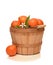 A basket full of fresh picked Minneola Tangelos