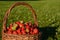 Basket full of fresh red ripe strawberries on green grass