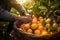 A basket full of freshly harvested oranges. AI Generated