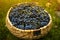 A basket full of freshly picked purple grapes