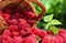 Basket full of freshly picked raspberries