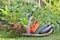 Basket full of freshness vegetables in  vegetable garden