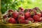 Basket full of luscious ripe red strawberries