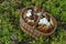 Basket full of mushrooms