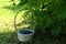 Basket full of ripe blue haskap berry under honeysuckle bush