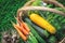 A basket full of summer end/autumn goodies - zucchini, cucumbers, carrots, garlic, dill