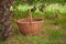 basket in the garden under the bush.