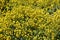 Basket-of-Gold Alyssum