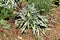 Basket of gold or Aurinia saxatilis evergreen flowering plant growing in shape of small bush with dense faded green elongated