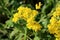 Basket of gold or Aurinia saxatilis little rounded evergreen perennial flowering plant surrounded with green leaves in local