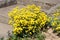 Basket of gold or Aurinia saxatilis rounded evergreen perennial flowering plant growing in shape of small bush full of bright