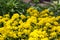 Basket of Gold flower. Golden Alyssum blossoms