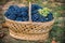 Basket with grapes. Harvest of blue grape. Food, burgundy. Autumn in the garden.