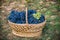 Basket with grapes. Harvest of blue grape. Food, burgundy. Autumn in the garden.