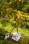 Basket and grapevines