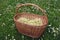 Basket on grass in garden with medical elder flowers