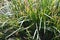 Basket grass, Lomandra longifolia, 1.