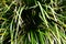 Basket grass, Lomandra longifolia, 3.