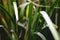 Basket grass, Lomandra longifolia, 5.