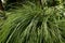 Basket grass, Lomandra longifolia, 7.