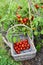 Basket half-filled with cherry tomatoes below a tomato plant