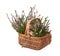 Basket with heather on white background