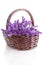 Basket of lavende