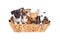 Basket of Litter of Cute Puppies