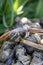 Basket of live snails