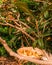 A basket of loquats on a loquat tree