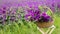 Basket with mallow in front of purple flowerfield