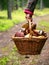 Basket with mushrooms