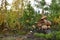 A basket of mushrooms and berries on a stump in the autumn forest