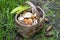 Basket with mushrooms. Collecting edible mushrooms in the forest