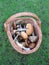 Basket with mushrooms (Fungi)