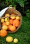 Basket of oranges and lemons displayed in a garden