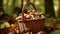 Basket overflowing with ripe, earthy mushrooms