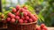 Basket overflowing with sweet, flavorful lychees