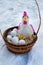 Basket with paraphernalia on Easter, rooster and Easter eggs lying in basket in the snow