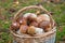 Basket of penny bun mushrooms closeup.